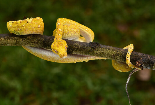 The green tree python, Morelia viridis is a species of snake in the family Pythonidae. The species is native to Papua and some islands in Indonesia