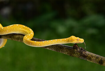The green tree python, Morelia viridis is a species of snake in the family Pythonidae. The species...