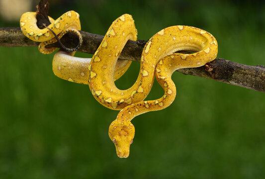 Snake roll, The green tree python, Morelia viridis is a species of snake in the family Pythonidae. The species is native to Papua and some islands in Indonesia