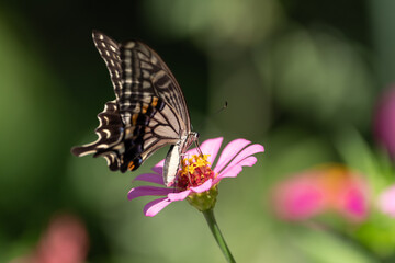 Fototapeta na wymiar 花に止まるアゲハチョウ