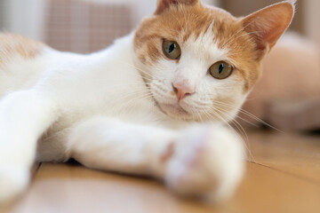 見つめる猫　茶トラ白