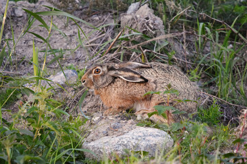 European hare (Lepus europaeus) sitting on the dirt hill feeding on a blade of grass.