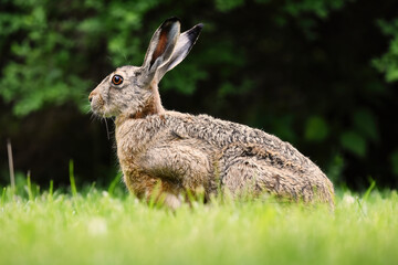 European hare (Lepus europaeus) sitting in the grass.