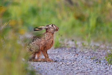 European hare (Lepus europaeus) sitting on the dirt road.