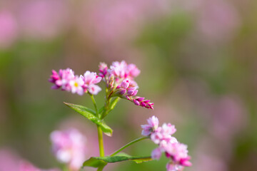 赤そばの花　長野県