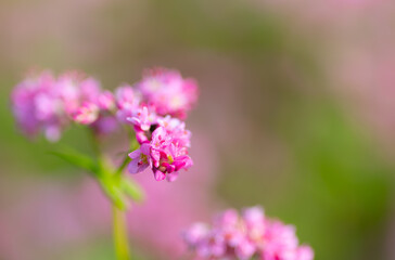 赤そばの花　長野県