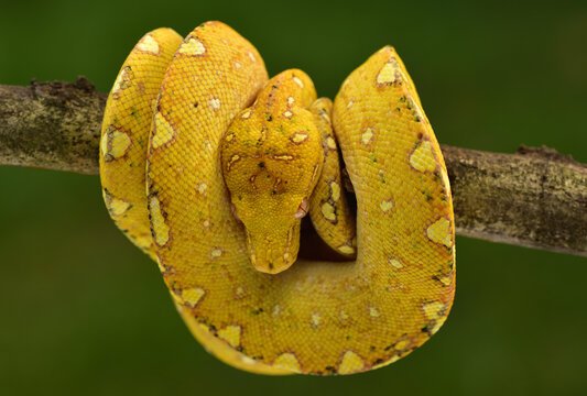 Close up of juvenile The green tree python, Morelia viridis is a species of snake in the family Pythonidae. The species is native to Papua and some islands in Indonesia