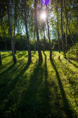 backlit trees after sunrise. Low sun casting long shadows on the green grass.