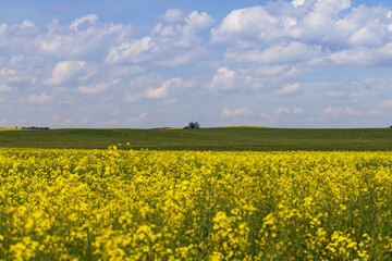 Yellow-flowering rapeseed in the summer