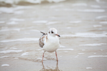 Seagull in the natural environment on the Baltic Sea.