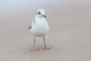 Seagull in the natural environment on the Baltic Sea.