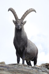Wild animal (ibex) in the Alpine landscape.