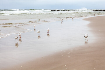 Seagull in the natural environment on the Baltic Sea.