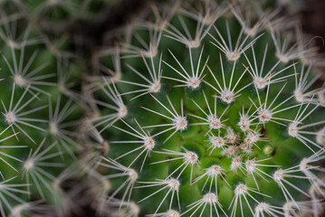 closeup the green young cactus