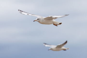 Seagull in the natural environment on the Baltic Sea.