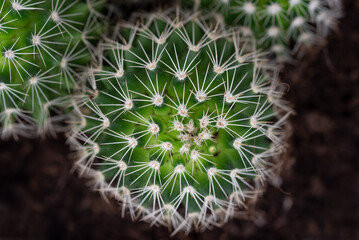closeup the green young cactus
