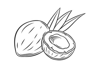 Coconut outline icon vector illustration. Hand drawn black line whole coco fruit and cut in half with palm tree leaf silhouettes, simple sketch of organic healthy nuts from summer tropical beach