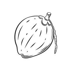 Green whole coconut outline icon vector illustration. Hand drawn black line tropical coco fruit full of natural fresh juice, simple silhouette of single organic nut for making healthy summer drink