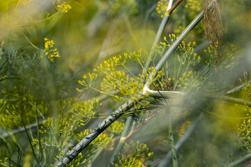 Green dill in the wind at the end of summer