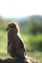 red tailed hawk