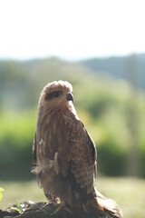 red tailed hawk