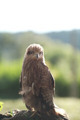 red tailed hawk