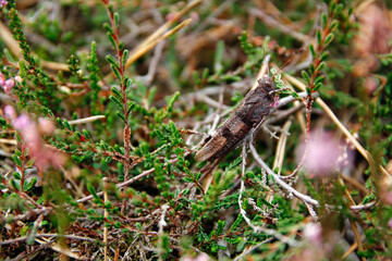 Beißschrecke (Platycleis albopunctata) in der  Lüneburger Heide