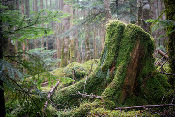 北八ヶ岳の切り株に生える苔
