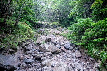 Fototapeta na wymiar 蓼科山登山口コース　八ヶ岳の風景