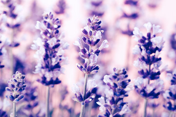 Lavender flowers.