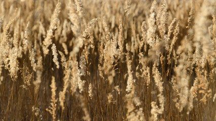 Fototapeta premium Floraciones de cañizo bañadas por un sol dorado
