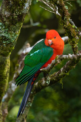 Australian Male King Parrot Perched In A Treet( scientific name -Alisterus scapularis)