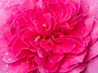 Delicate Yuzen rose petals as nature background