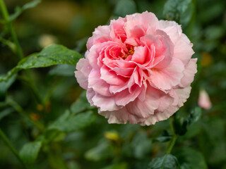 Shape and colors of Princess Meiko rose that blooming