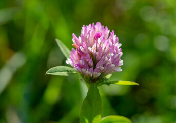 Klee Pflanze in der Blüte 