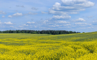 Yellow-flowering rapeseed in the summer