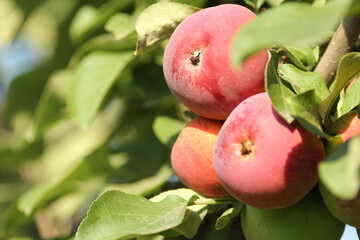 Ripe red apples on the branches of an apple tree in the garden are ready for harvest