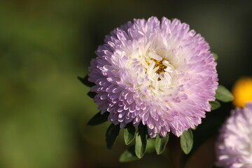 flowers in the garden