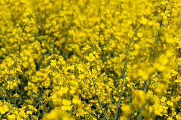 Yellow-flowering rapeseed in the summer