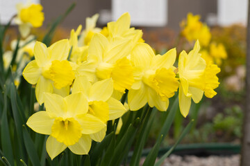 Yellow flowers daffodils in a flower bed. Spring flower Narcissus. Beautiful bush in the garden. Nature background. Spring flowering bulb Daffodil plants