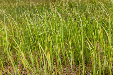 green grass in a field in the summer, a field with