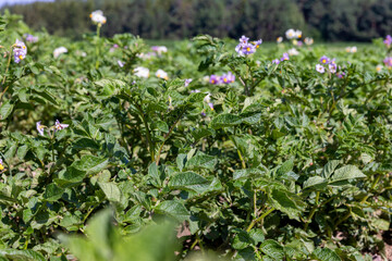 Green potato bushes in the field