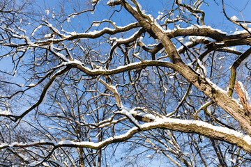 Deciduous trees in the snow in winter