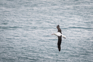 Fototapeta na wymiar Northern royal albatross in flight, at sea of Otago Peninsula, New Zealand.