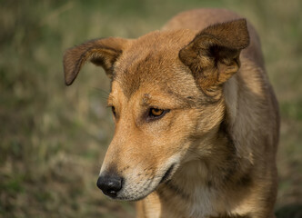 Portrait of a yellow, stray dog.