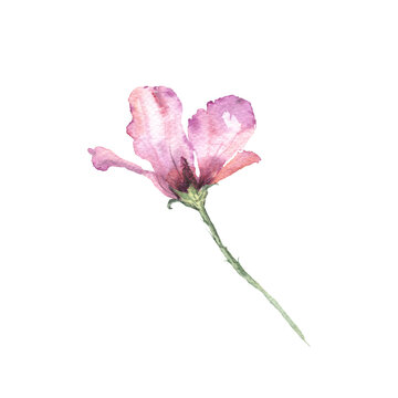 Hawaiian tropical hibiscus flower hand drawn in watercolour loos style. Isolated pink and purple petal transparent flower on white. Logo stationery design element. 
