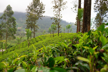 beautiful view of the tea plantation