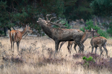 Red deer stag (Cervus elaphus) male and a group female deer in rutting season on the field of...