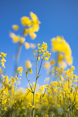 Beautiful canola and blue sky background in York, Western Australia