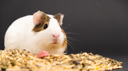 A funny guinea pig sits near the feed on a black background.